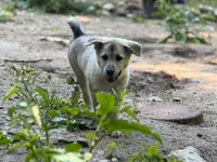 Rain, a female Anatolian Shepherd Dog and Great Pyrenees for sale in Hastings, MI – 1 of 9