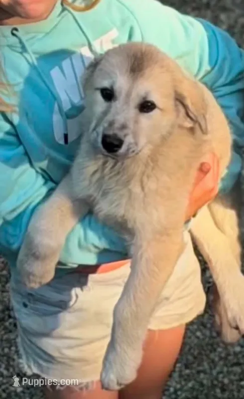 Rain – Anatolian Shepherd Dog, Great Pyrenees puppy for sale in Hastings, MI