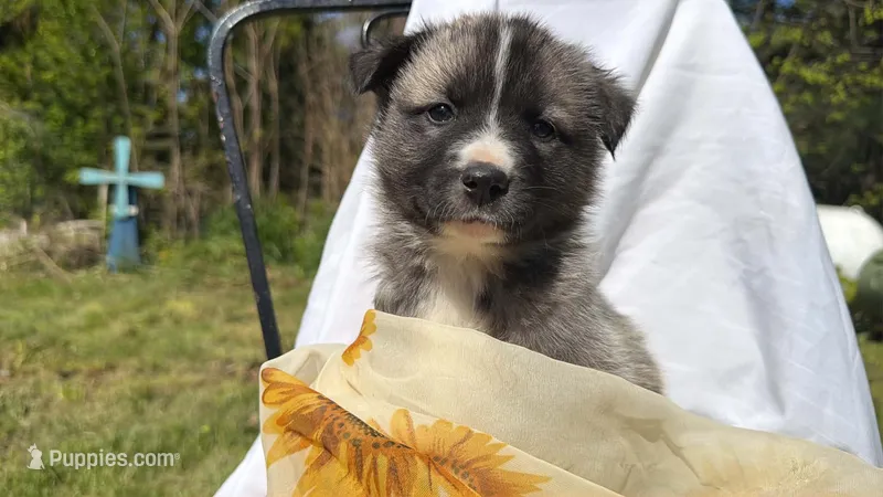 BLOSSOM – Anatolian Shepherd Dog, Great Pyrenees puppy for sale in Hastings, MI
