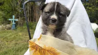 BLOSSOM, a female Anatolian Shepherd Dog and Great Pyrenees for sale in Hastings, MI – 1 of 7