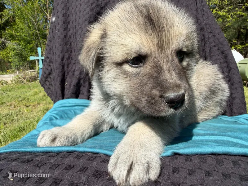CEDAR – Anatolian Shepherd Dog, Great Pyrenees puppy for sale in Hastings, MI