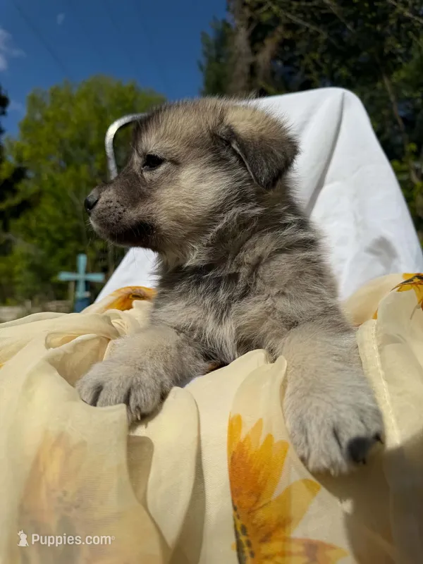 Rain – Anatolian Shepherd Dog, Great Pyrenees puppy for sale in Hastings, MI