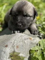 RANGER, a male Anatolian Shepherd Dog and Great Pyrenees for sale in Hastings, MI – Photo 2 of 8
