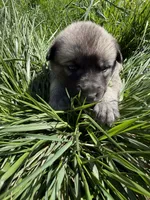 RANGER, a male Anatolian Shepherd Dog and Great Pyrenees for sale in Hastings, MI – Photo 5 of 8