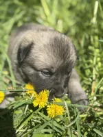 RANGER, a male Anatolian Shepherd Dog and Great Pyrenees for sale in Hastings, MI – Photo 4 of 8