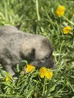 RANGER, a male Anatolian Shepherd Dog and Great Pyrenees for sale in Hastings, MI – Photo 3 of 8