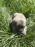 RANGER, a male Anatolian Shepherd Dog and Great Pyrenees for sale in Hastings, MI – Photo 6 of 8