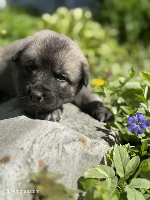 RANGER – Anatolian Shepherd Dog, Great Pyrenees puppy for sale in Hastings, MI