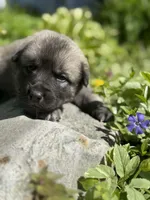 RANGER, a male Anatolian Shepherd Dog and Great Pyrenees for sale in Hastings, MI – Photo 1 of 8