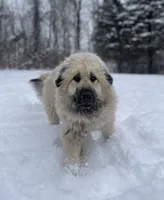 BLOSSOM, a female Anatolian Shepherd Dog and Great Pyrenees for sale in Hastings, MI – 7 of 7
