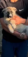 BLOSSOM, a female Anatolian Shepherd Dog and Great Pyrenees for sale in Hastings, MI – 2 of 6