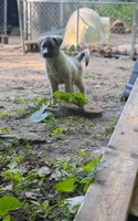 BLOSSOM, a female Anatolian Shepherd Dog and Great Pyrenees for sale in Hastings, MI – 4 of 6