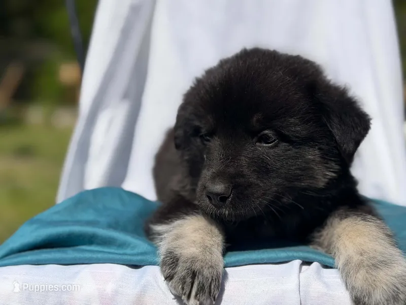 JUNGLE – Anatolian Shepherd Dog, Great Pyrenees puppy for sale in Hastings, MI