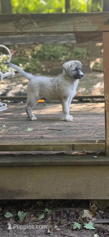 BLOSSOM – Anatolian Shepherd Dog, Great Pyrenees puppy for sale in Hastings, MI