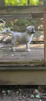 BLOSSOM, a female Anatolian Shepherd Dog and Great Pyrenees for sale in Hastings, MI – 1 of 6