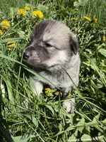 Rain, a female Anatolian Shepherd Dog and Great Pyrenees for sale in Hastings, MI – Photo 4 of 7