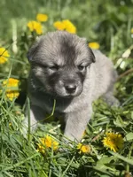 Rain, a female Anatolian Shepherd Dog and Great Pyrenees for sale in Hastings, MI – Photo 2 of 7
