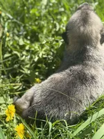 Rain, a female Anatolian Shepherd Dog and Great Pyrenees for sale in Hastings, MI – Photo 3 of 7