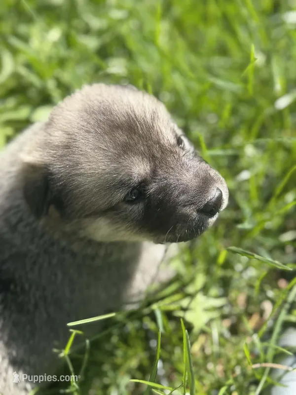 Rain – Anatolian Shepherd Dog, Great Pyrenees puppy for sale in Hastings, MI