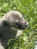 Rain, a female Anatolian Shepherd Dog and Great Pyrenees for sale in Hastings, MI – Photo 1 of 7