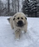 Rain, a female Anatolian Shepherd Dog and Great Pyrenees for sale in Hastings, MI – Photo 7 of 7