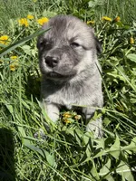 Rain, a female Anatolian Shepherd Dog and Great Pyrenees for sale in Hastings, MI – Photo 5 of 7