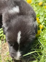 SPRUCE, a male Anatolian Shepherd Dog and Great Pyrenees for sale in Hastings, MI – Photo 6 of 7
