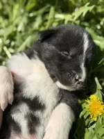 SPRUCE, a male Anatolian Shepherd Dog and Great Pyrenees for sale in Hastings, MI – Photo 4 of 7