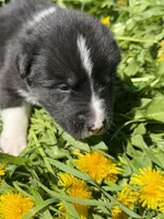 SPRUCE, a male Anatolian Shepherd Dog and Great Pyrenees for sale in Hastings, MI – Photo 1 of 7