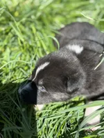SPRUCE, a male Anatolian Shepherd Dog and Great Pyrenees for sale in Hastings, MI – Photo 3 of 7