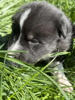 SPRUCE, a male Anatolian Shepherd Dog and Great Pyrenees for sale in Hastings, MI – Photo 2 of 7