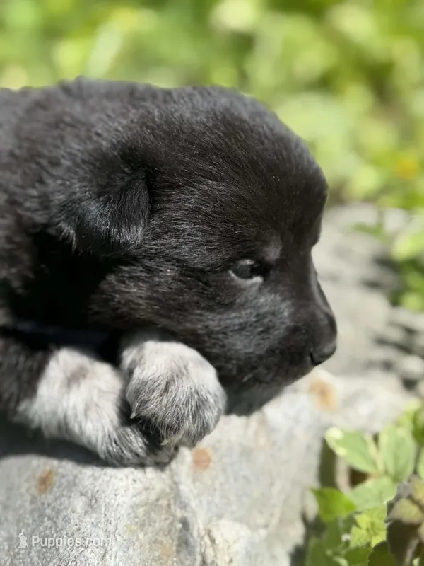 JUNGLE – Anatolian Shepherd Dog, Great Pyrenees puppy for sale in Hastings, MI