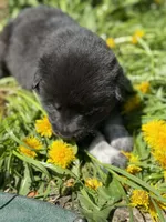 JUNGLE, a male Anatolian Shepherd Dog and Great Pyrenees for sale in Hastings, MI – Photo 2 of 5