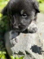 JUNGLE, a male Anatolian Shepherd Dog and Great Pyrenees for sale in Hastings, MI – Photo 3 of 5