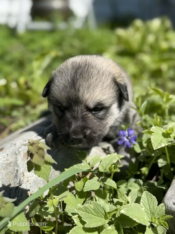 CEDAR – Anatolian Shepherd Dog, Great Pyrenees puppy for sale in Hastings, MI