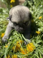 CEDAR, a male Anatolian Shepherd Dog and Great Pyrenees for sale in Hastings, MI – Photo 2 of 5