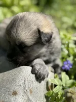 CEDAR, a male Anatolian Shepherd Dog and Great Pyrenees for sale in Hastings, MI – Photo 3 of 5