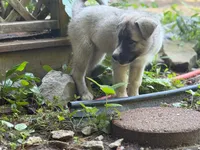 BLOSSOM, a female Anatolian Shepherd Dog and Great Pyrenees for sale in Hastings, MI – 3 of 6