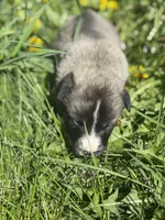 BLOSSOM, a female Anatolian Shepherd Dog and Great Pyrenees for sale in Hastings, MI – Photo 2 of 7