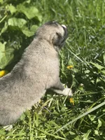 BLOSSOM, a female Anatolian Shepherd Dog and Great Pyrenees for sale in Hastings, MI – Photo 5 of 7