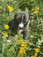 BLOSSOM, a female Anatolian Shepherd Dog and Great Pyrenees for sale in Hastings, MI – Photo 1 of 7