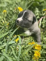 BLOSSOM, a female Anatolian Shepherd Dog and Great Pyrenees for sale in Hastings, MI – Photo 4 of 7