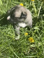 BLOSSOM, a female Anatolian Shepherd Dog and Great Pyrenees for sale in Hastings, MI – Photo 3 of 7