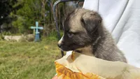 BLOSSOM, a female Anatolian Shepherd Dog and Great Pyrenees for sale in Hastings, MI – 2 of 7