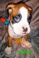 Sweet lil rocky, a  Boxer for sale in Standish, MI – Photo 2 of 2