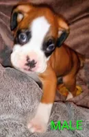 Sweet lil rocky, a  Boxer for sale in Standish, MI – Photo 1 of 2