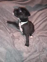 Sweet and sassy, a  Boxer for sale in Standish, MI – Photo 4 of 4