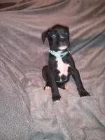 Sweet and sassy, a  Boxer for sale in Standish, MI – Photo 3 of 4