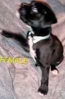 Sweet and sassy, a  Boxer for sale in Standish, MI – Photo 2 of 4