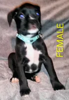 Sweet and sassy, a  Boxer for sale in Standish, MI – Photo 1 of 4